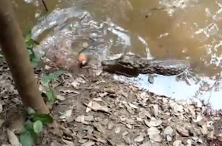 anguila mata a un cocodrilo en la selva amazónica