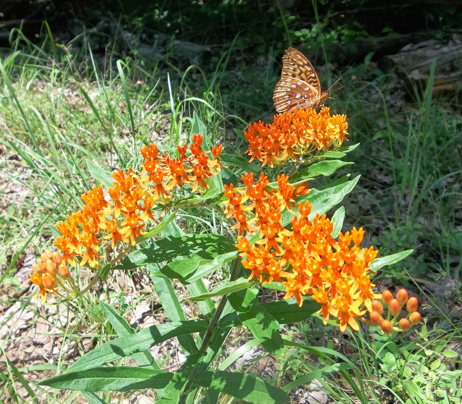McCoy Farm and Folk Art Butterfly Bush
