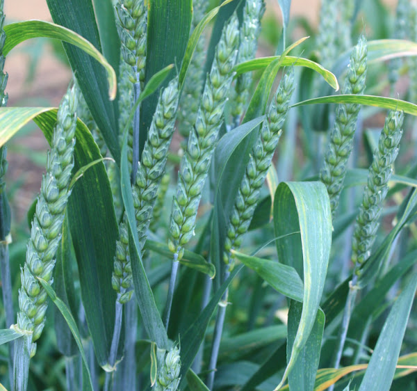 小麦，种植小麦，小麦种植，小麦种植信息，小麦种植指南，商业小麦种植，商业小麦种植指南，盈利小麦种植，盈利小麦种植，小麦种植，小麦种植指南