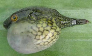 Bangladesh Development Studies: Freshwater Fish of Bangladesh
