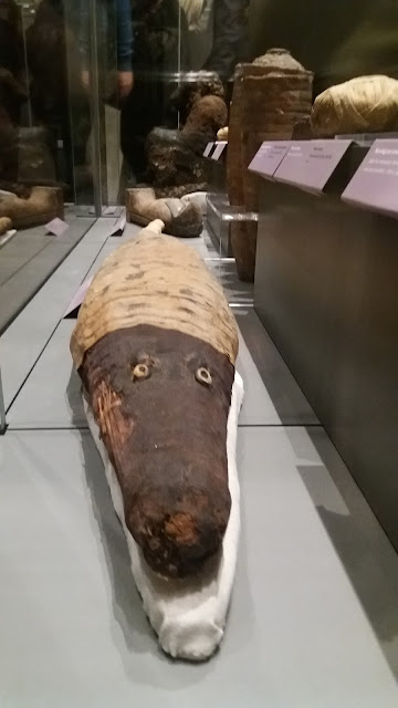 Coccodrillo imbalsamato, egyptian museum, turin italy