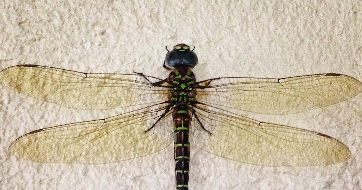 Shanna's Adventures: The Biggest Dragonfly I've Ever Seen