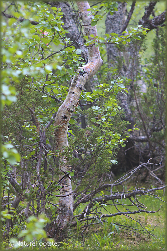 NatureFootstep PhotoArt Birch Trees in the mountain range of Sweden
