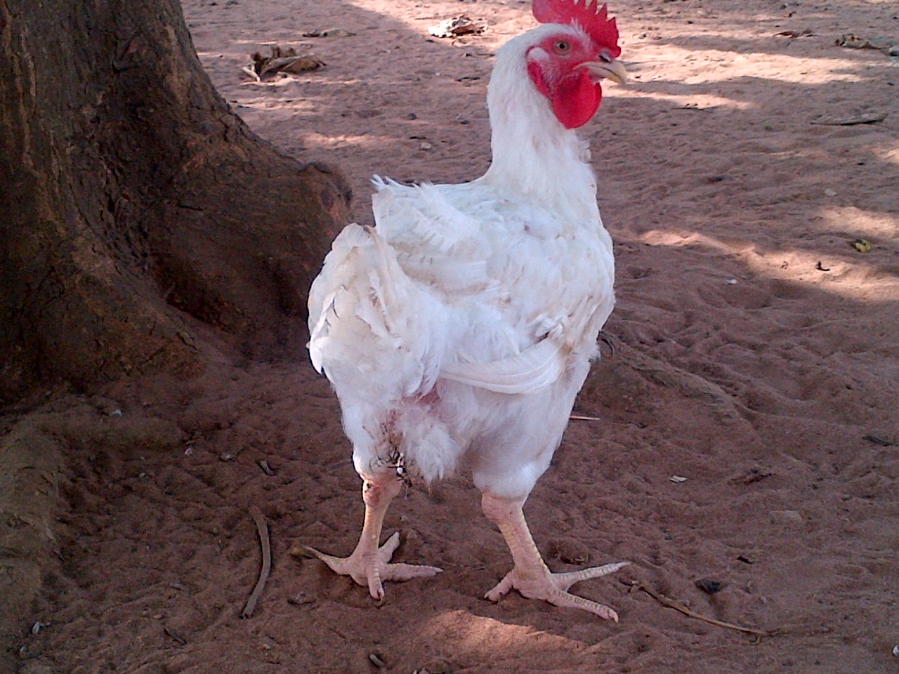 3 Practical Tips On How To Get Bigger Broiler Chicken