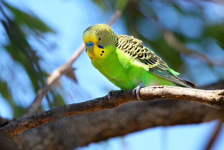 green_budgerigar-7751.jpg