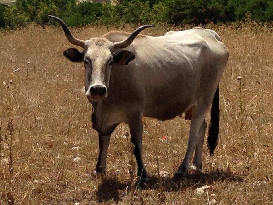 UCCIO CULT La Collina Di Timmari 2 Giugno 2013