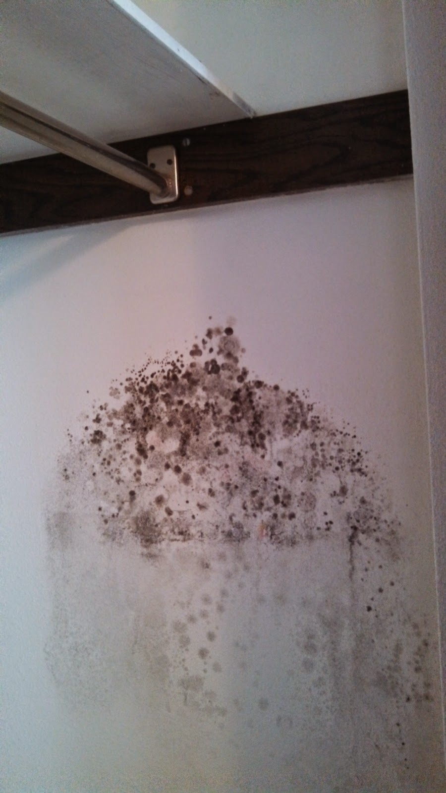 Environmental Health Hazards Black Mold in an apartment... the people
