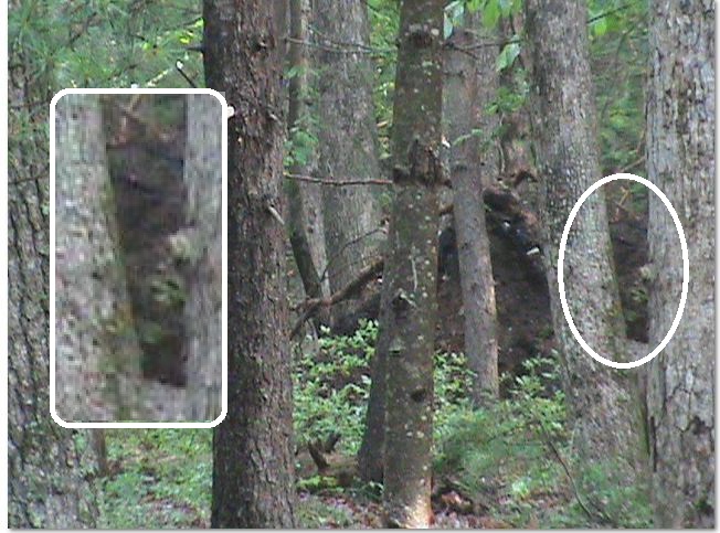 squatchevidence-is-he-out-there-sasquatches-caught-in-videos