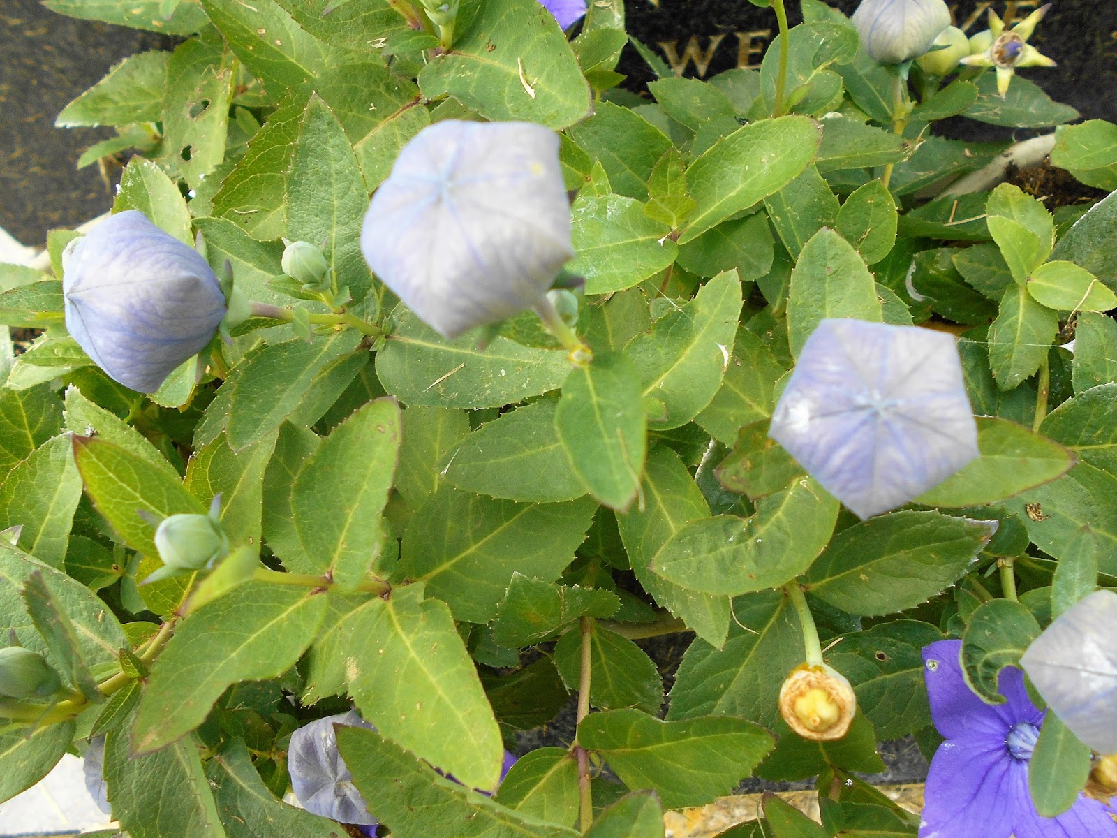 Tony's Blog Welton Road Cemetery, Daventry