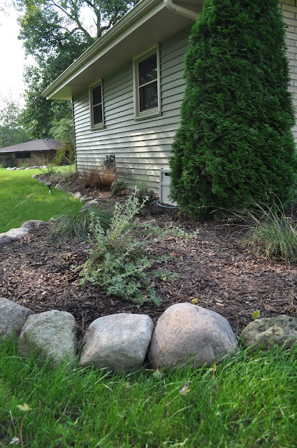 spirea, steins, planting, gardening, diy, landscaping, fieldstone, stone, field, free, grasses, burning bushes