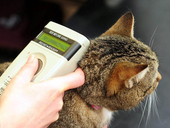 A vet scans a cat for a microchip