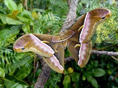 Samia luzonica male Samia luzonica male