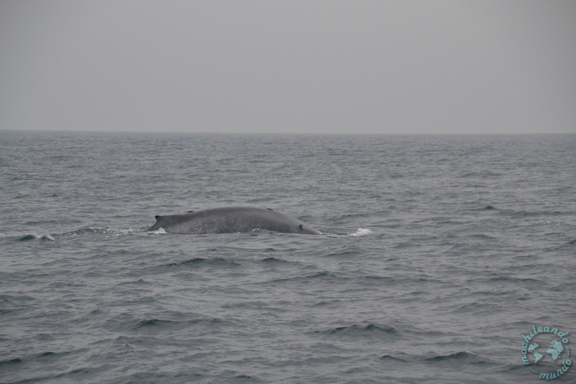 donde ver ballenas en Sri Lanka