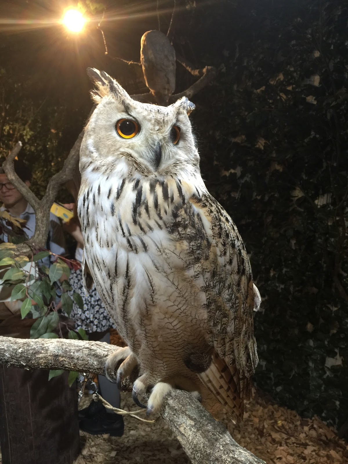 Kyoto Owl's Forest Zoo Sweetness in every bite