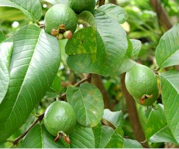 Khasiat Daun Jambu Batu : 10 Khasiat Jambu Batu Yang Awesome (Serta