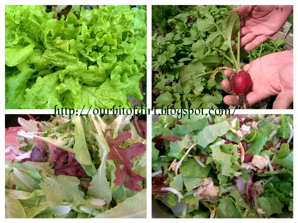 Our Bit of Dirt Salad for Me Radish Leaves for the Rabbits
