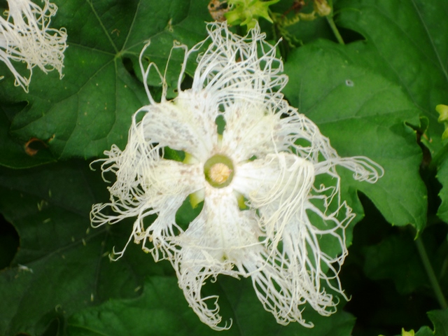 カラスウリの白い花