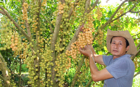 Nhung vuon dau bon bon triu qua 'hai ra tien' - Anh 4