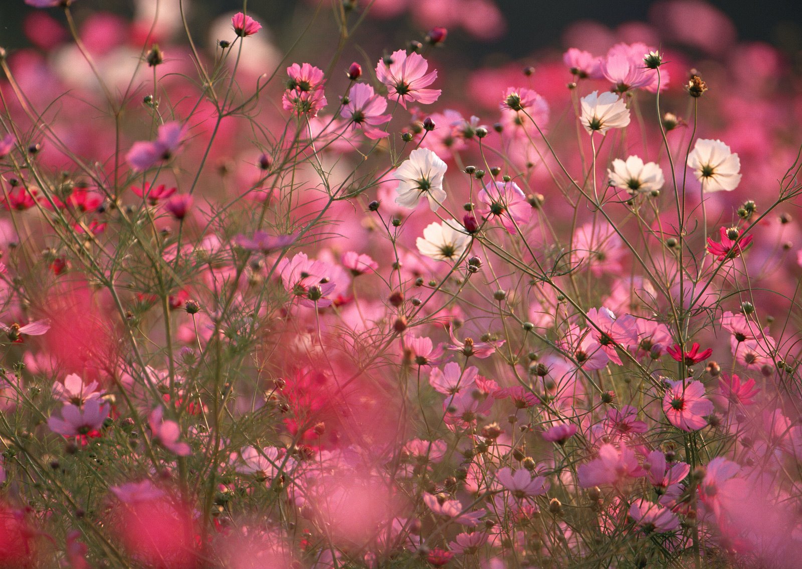 цветы поле розовые загрузить