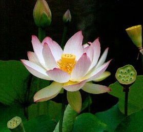 musings from the marsh...: The Lotus & The Water Lily...