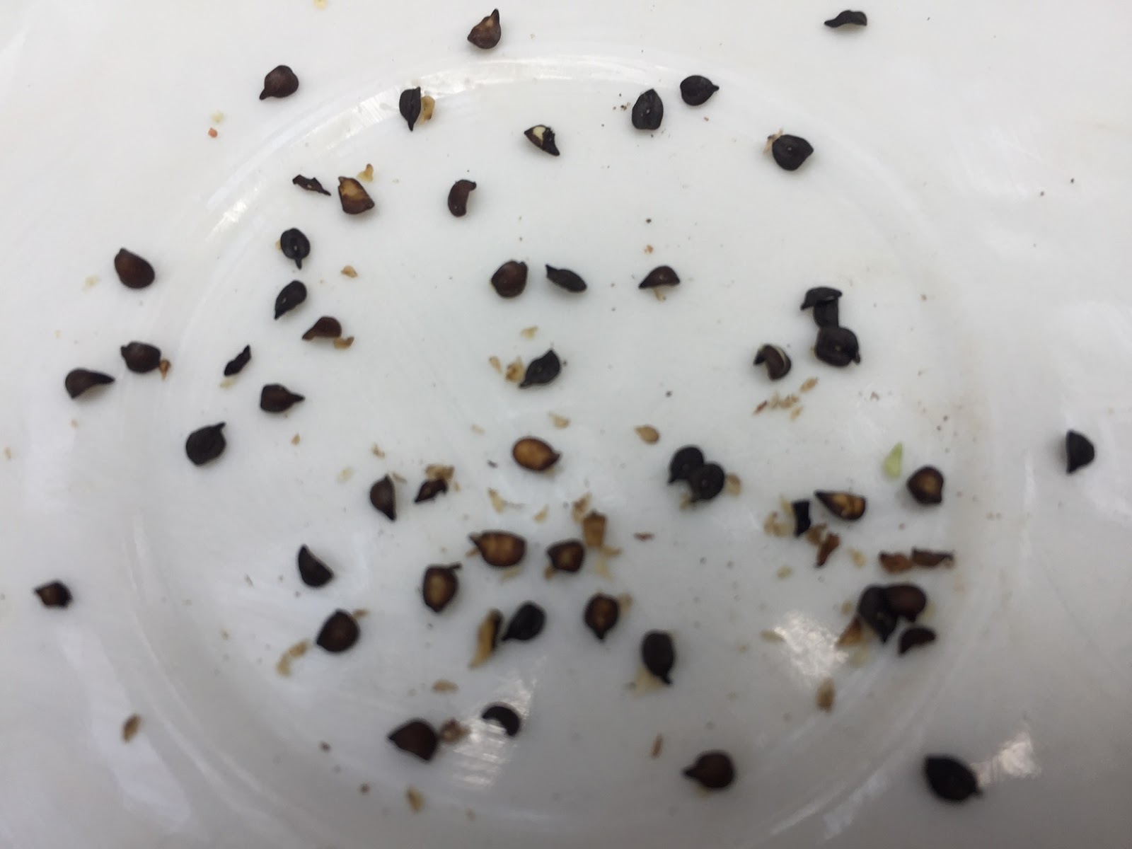 How To Grow Carnation Plant