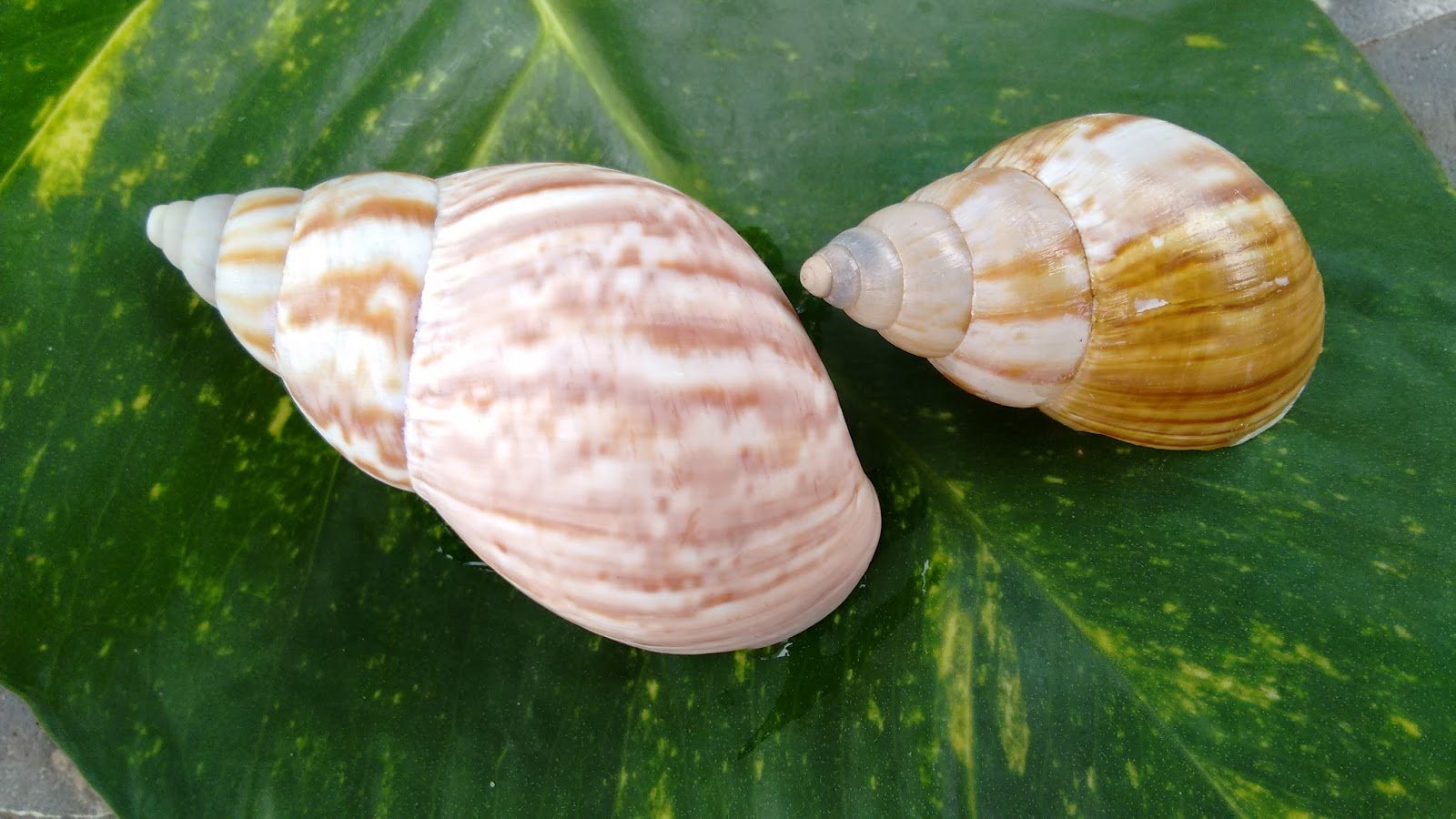 RosaBio Concha de Moluscos RosaBio Concha de Moluscos