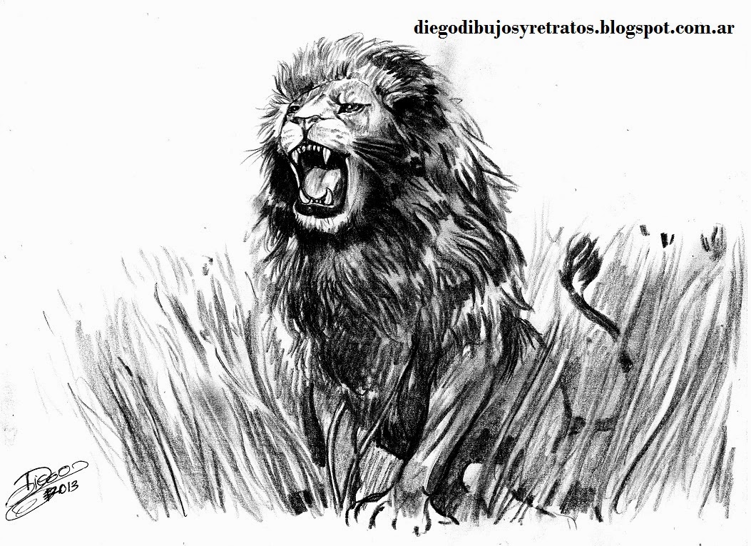 .: dibujos de leones ,basados en fotos ,a lapiz