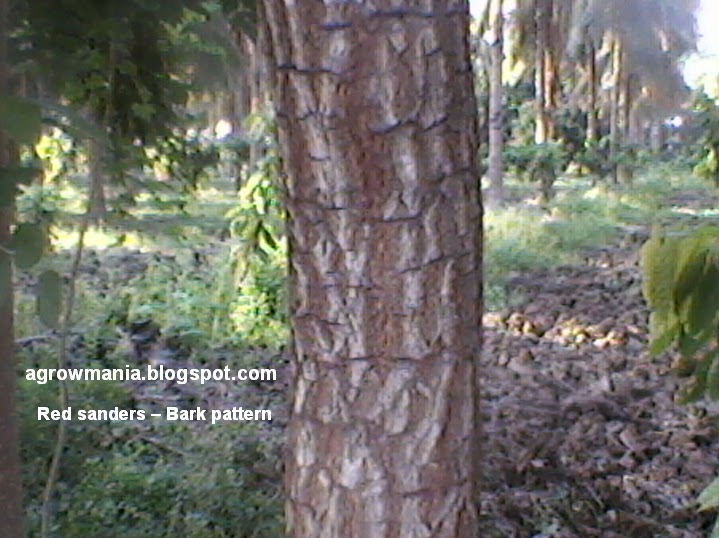 Agroforestry A blog on Agrihortisilviculture 'Wavy grain' The