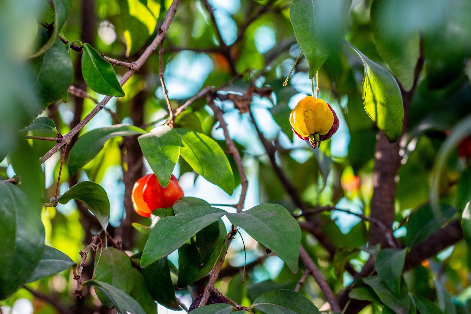 Jardins Du Chateau Val Joanis Pertuis Vegetable Garden Kitchen