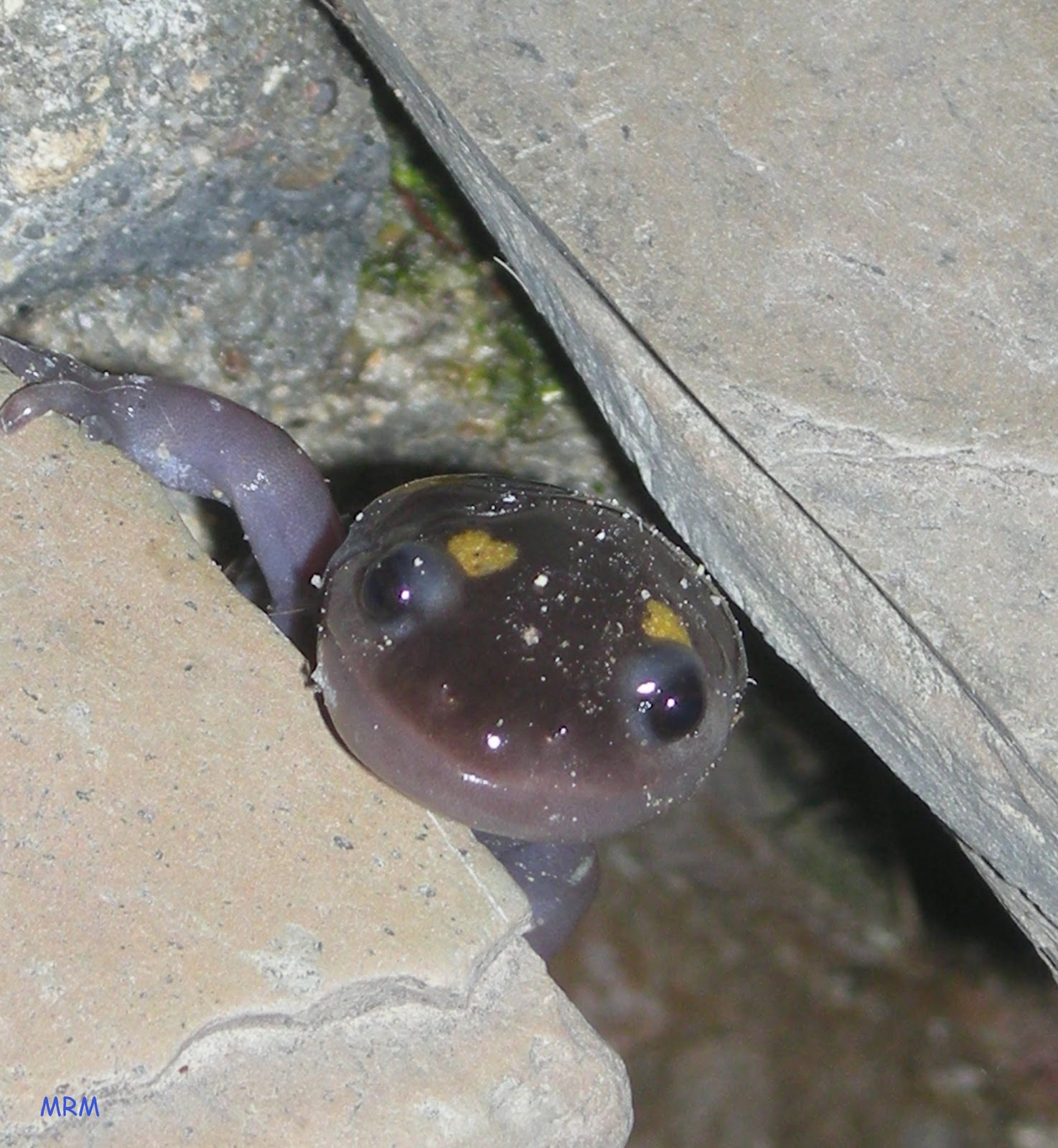 Lost in the Bozone A Newt Education