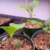 Pictures Of Eggplant Seedlings : Stake and mulch tomato plants to keep foliage from being in contact with the soil.
