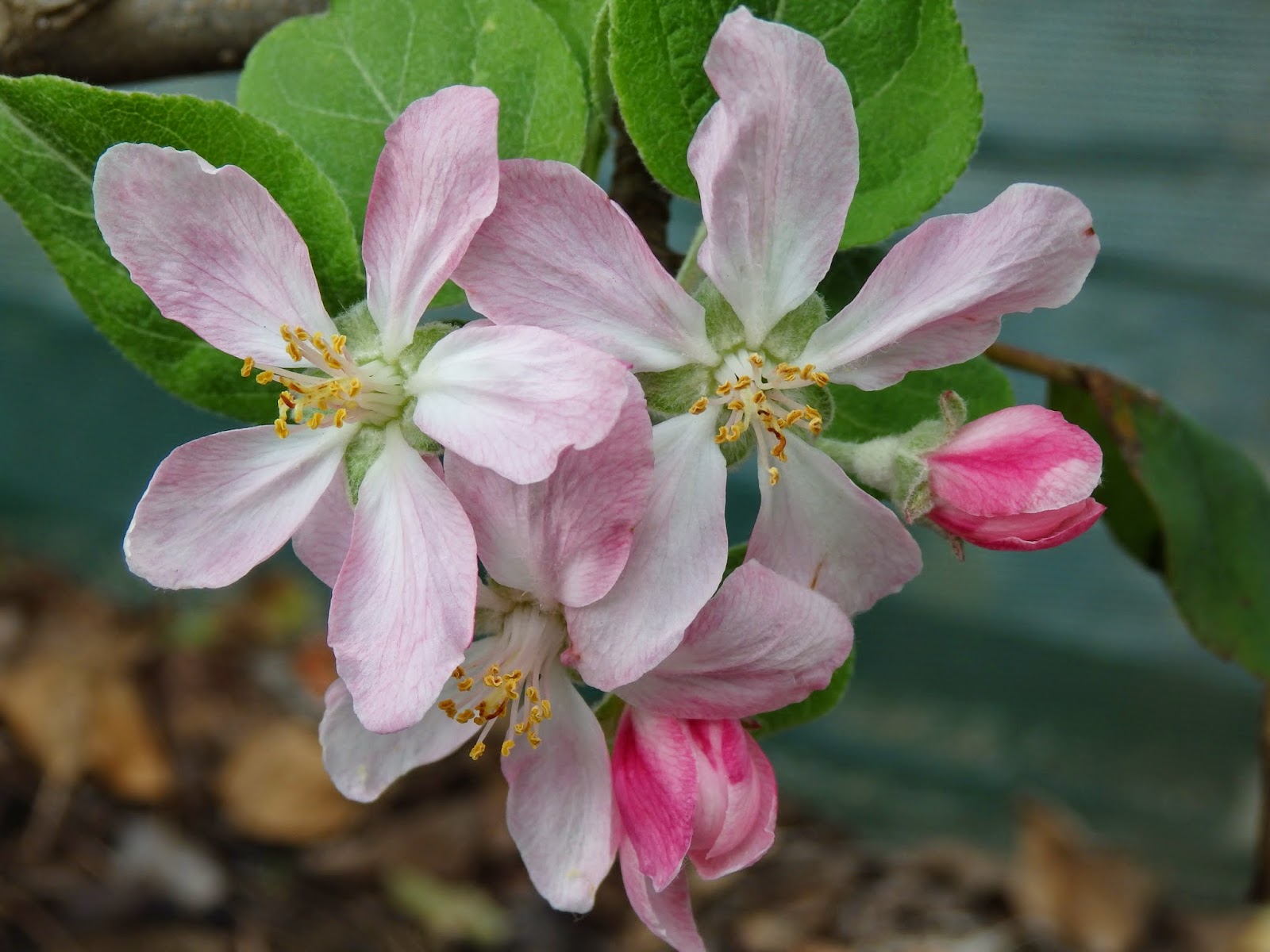 Daleys Fruit Tree Blog: Pollination of Fruit Trees