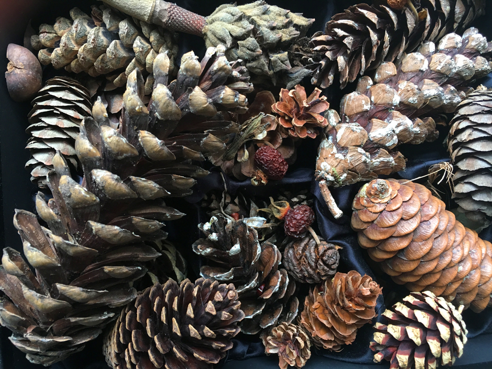 Pine cone collection