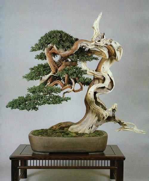 How To Feed Your Bonsai Tree Bonsai Tree Types