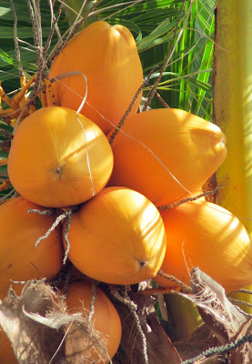 Gelbe Kokosnüsse auf den Seychellen