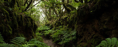 Camino de Las Vueltas-Taganana Camino de Las Vueltas-Taganana