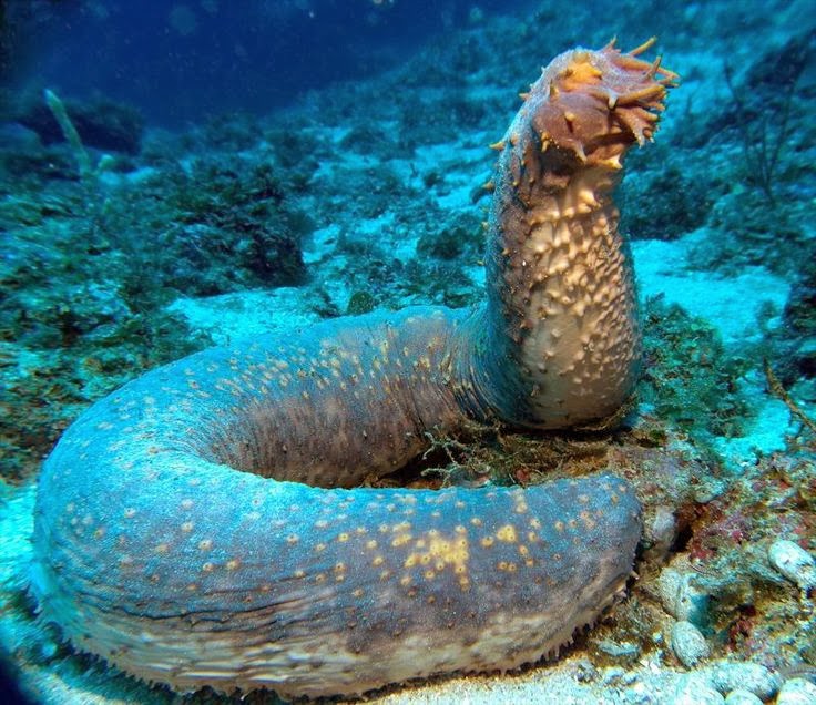 Beauty of Sea Cucumber - Alfa Enterprises (PVT) Ltd. Welcome to Sri Lanka