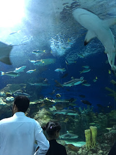 Fakieh Aquarium Jeddah