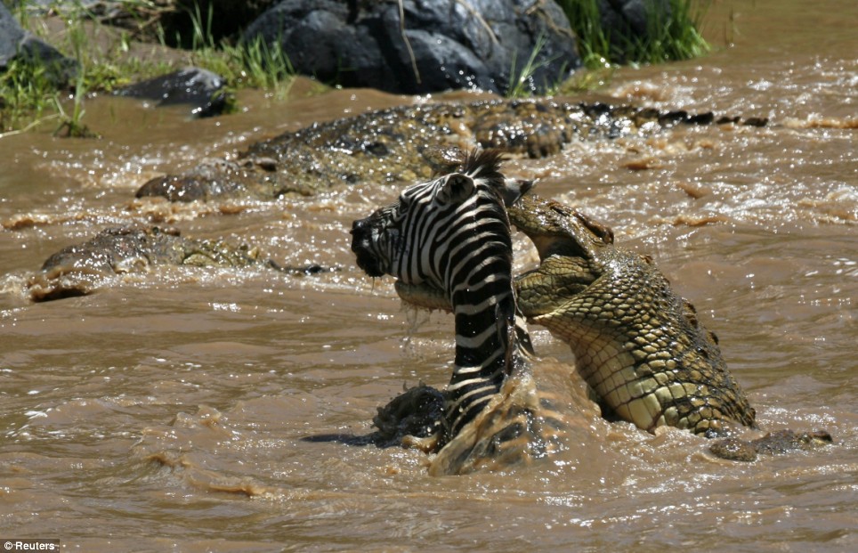 Схватка крокодилов. Нильский крокодил и Зебра. Нильский крокодил ест зебру. Крокодил нападает на зебру.