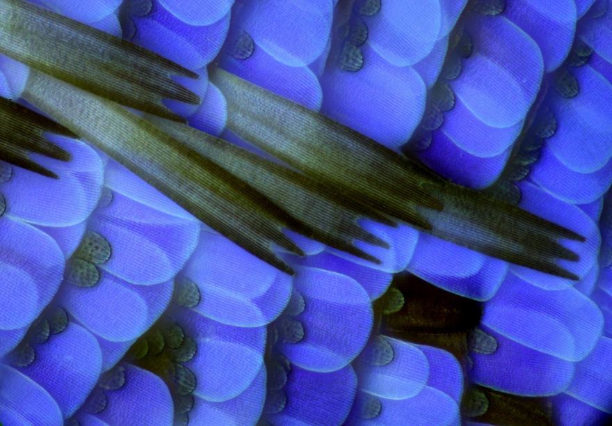 2016 Nikon Macro Photo Contest Winners Show The World Like You’ve Never Seen Before - Scales Of A Butterfly Wing