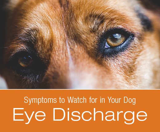 Symptoms to Watch for in Your Dog: Eye Discharge