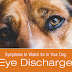 Symptoms to Watch for in Your Dog: Eye Discharge