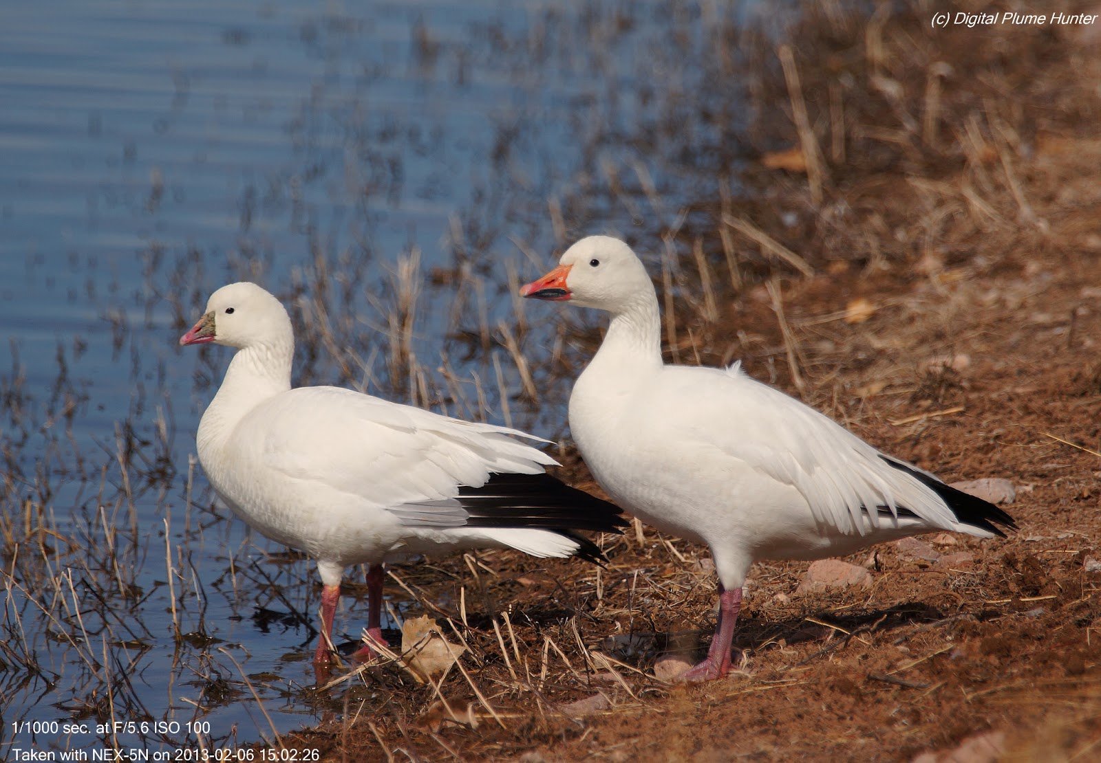 Hunting Digital Plumes in the US and Beyond Ross's Goose and Northern