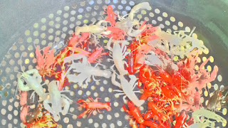 jual macam - macam jenis lobster hias untuk aquarium cantik dan indah