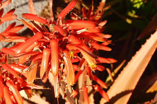 An image detail of Soap Aloe