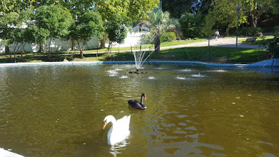 (Almost) Wordless Wednesday - swans