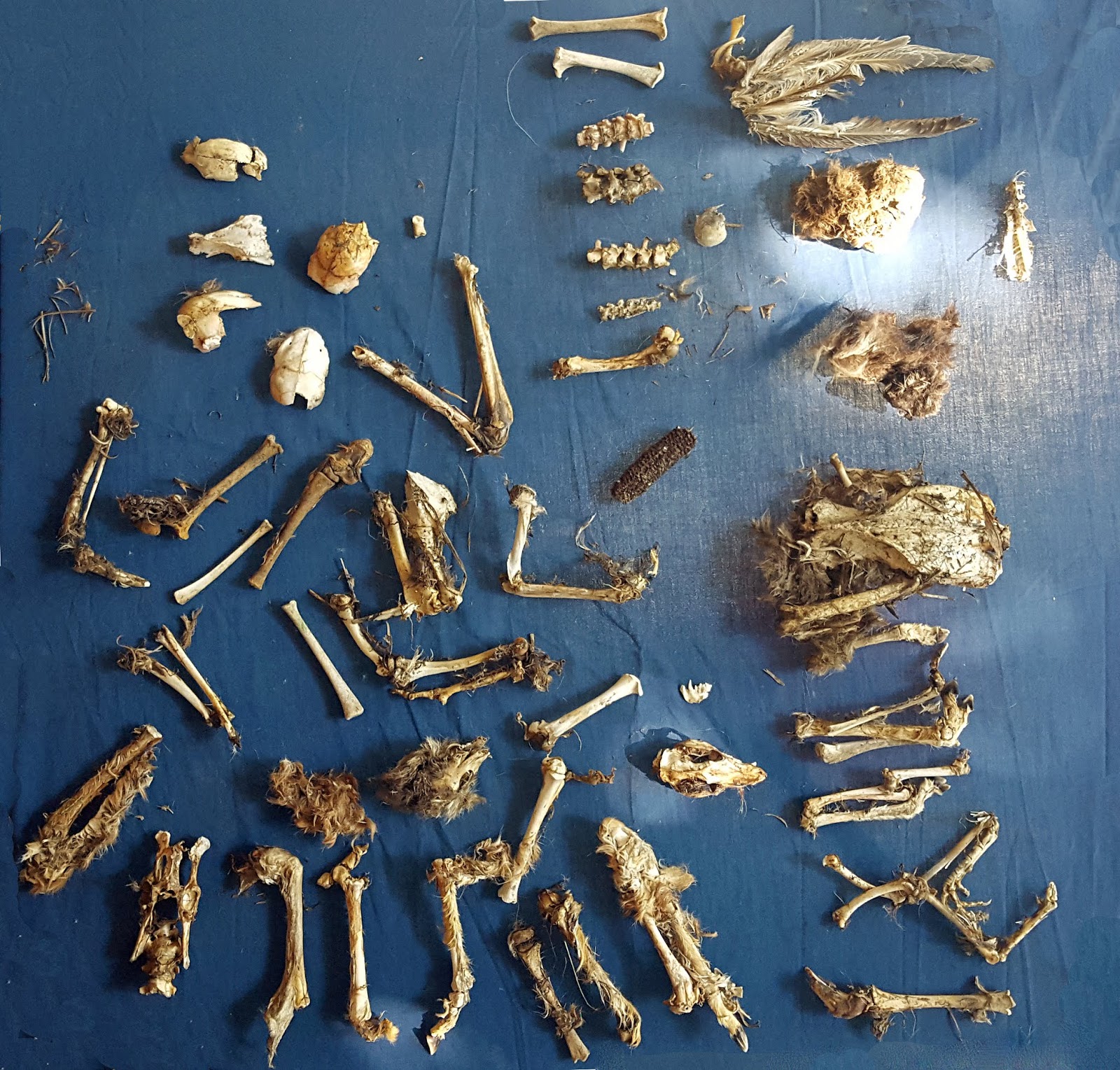 Raptor Resource Project Blog