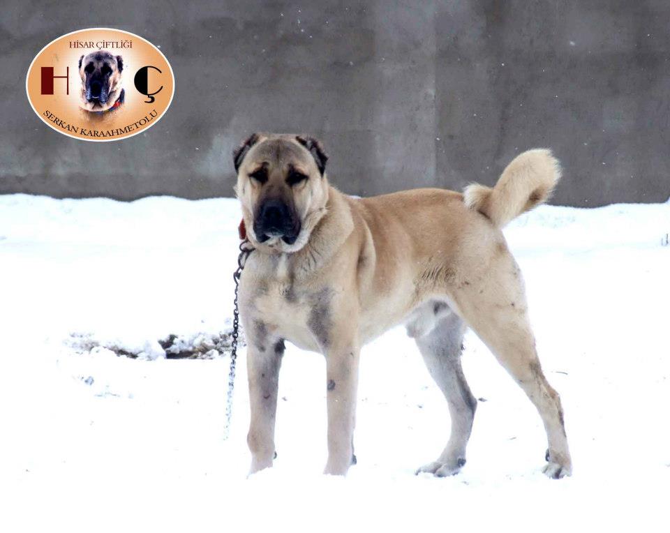 KANGAL SEVDALILARI