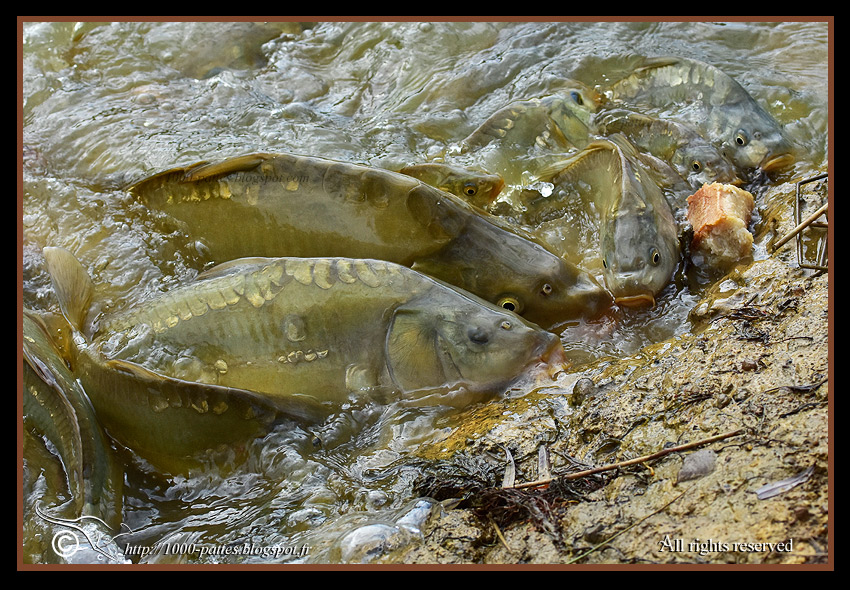 Cyprinus carpio carpio