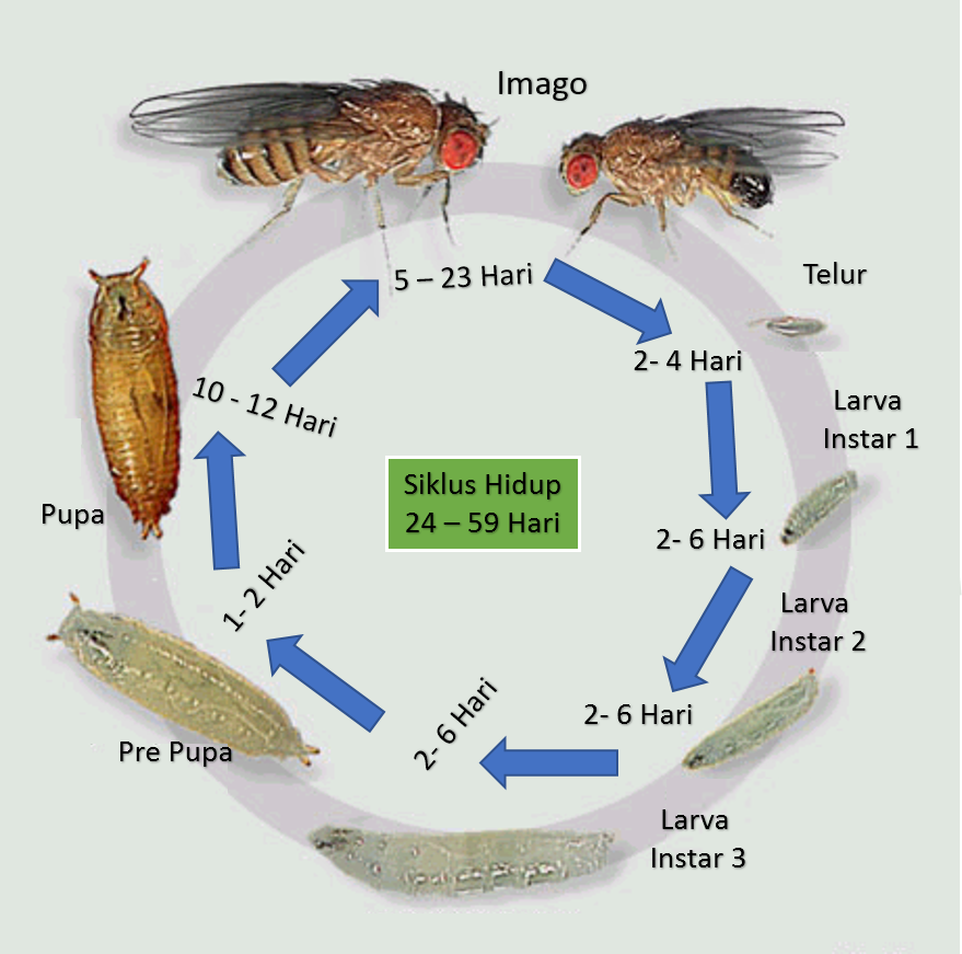 Siklus Hidup Dan Cara Pengendalian Lalat Buah 3 Youtu - vrogue.co